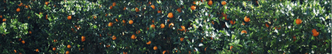 Laconic Gardens : A PROMISING PROPOSAL !